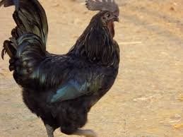 conflict-between-mp-chhattisgarh-to-get-gi-tag-for-kadaknath-chicken